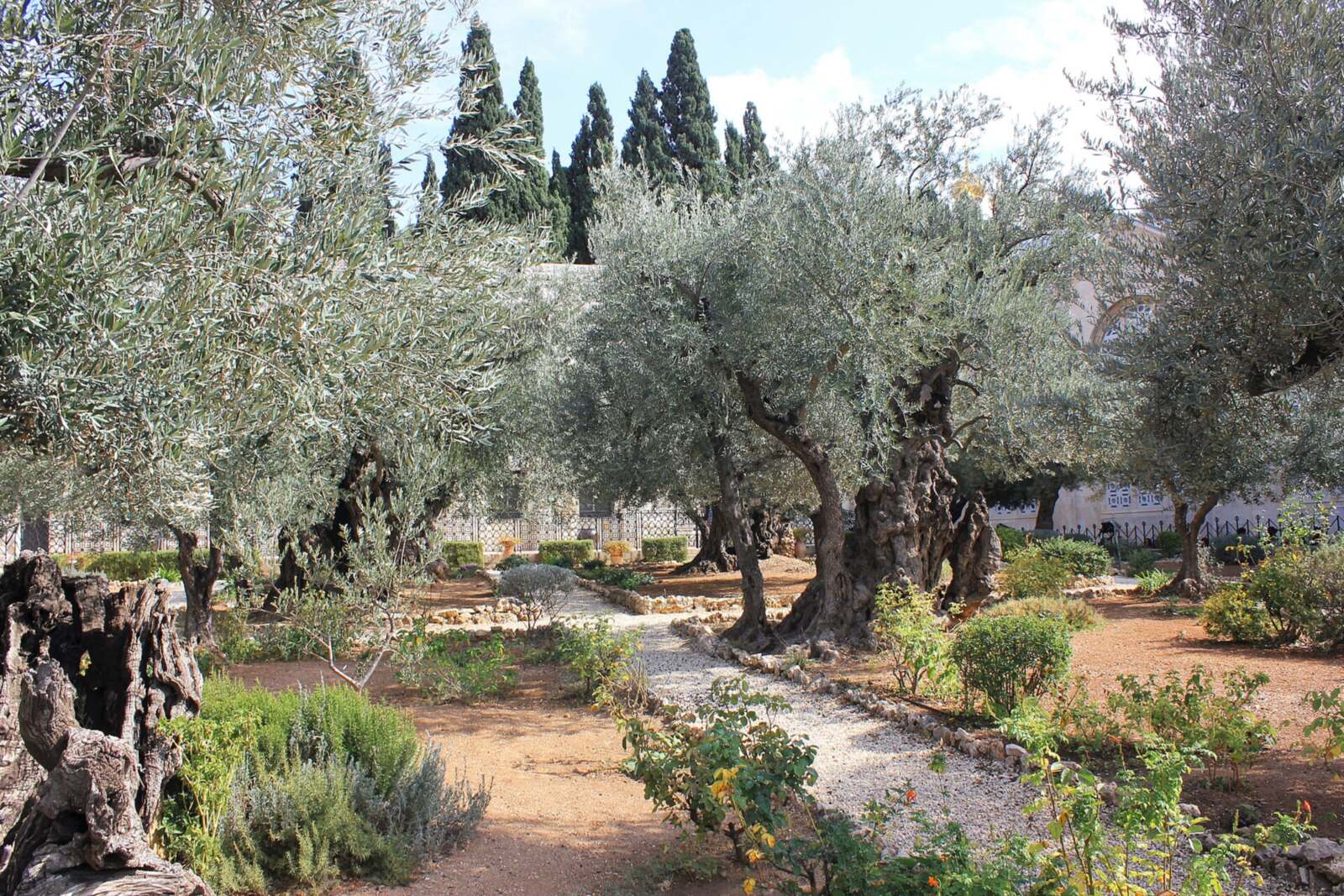 Ancient olive trees beside a garden path in Gethsemane